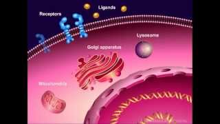 How Cells Divide and How Chemotherapy Works [upl. by Teodorico855]