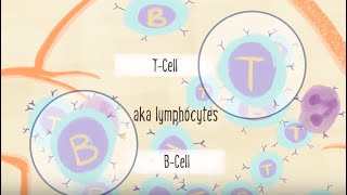 Understanding the Immune System [upl. by Goeselt]