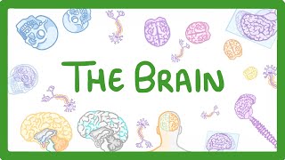 GCSE Biology  The Brain 30 [upl. by Davies]