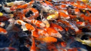 Fish Selection  Choosing Young Koi Fish for Your Pond  Part 1 [upl. by Davidde]