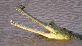 Last Chance for Gharial  Gharial Ecology Project Chambal [upl. by Eyatnod179]