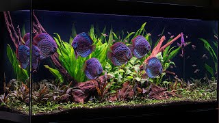 The Discus Aquascape  50 Day Update  New Fish [upl. by Line]