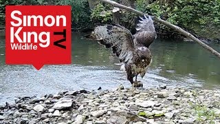 Buzzard Attacks Pigeons  Awesome [upl. by Herbst766]