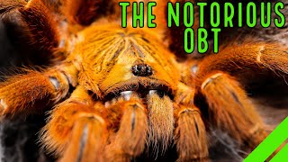 Orange Baboon Tarantula OBT Pterinochilus murinus Care amp Husbandry [upl. by Mikol]