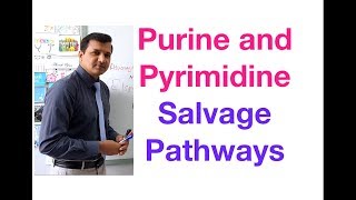 Purine and Pyrimidine Salvage Pathway [upl. by Anilas]