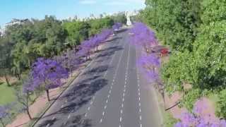 Jacarandá en la Ciudad de Buenos Aires [upl. by Atirma469]