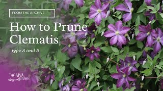 How to Prune Clematis Vines [upl. by Quirita]