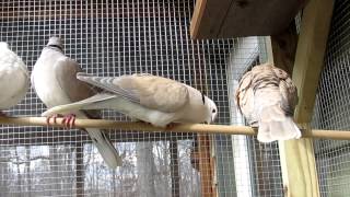 Ringnecked Doves in courtship [upl. by Reprah]