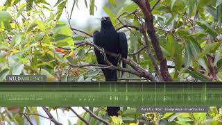 Pacific Koel Eastern Koel – Sounds and Calls [upl. by Sugna]