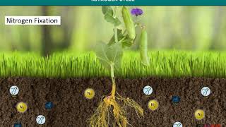 Nitrogen Cycle [upl. by Booth]