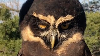 Meet the Raptors Spectacled Owl [upl. by Thibaud]