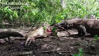 Komodo dragons prey on pregnant deer and their fetuses [upl. by Ocirema]