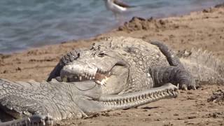 Crocodiles and gharials chambal river [upl. by Lowery]