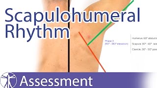 Scapulohumeral Rhythm [upl. by Kcirdde]