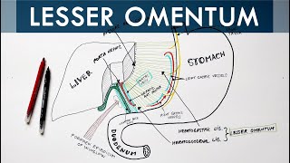 Lesser Omentum  Attachment Ligaments amp Contents  Anatomy Tutorial [upl. by Center474]