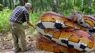 SNAKE ATTACK  A Grumpy Grumpy Corn Snake [upl. by Cinimmod]