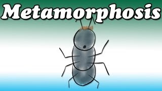 Metamorphosis by Franz Kafka Summary and Review  Minute Book Report [upl. by Sanoy]