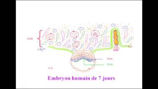 FMPM MOOCs  Deuxième semaine du développement embryonnaire  Pr A Fakhri [upl. by Ittap505]