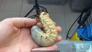 Hercules beetle lifecycle [upl. by Agn]