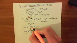 The Sarco  Endoplasmic Reticulum Calcium ATPase SERCA Part 1 [upl. by Takken]