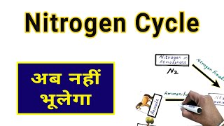 Nitrogen Cycle in Hindi [upl. by Taddeusz]