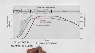 Crecimiento microbiano [upl. by Raff987]