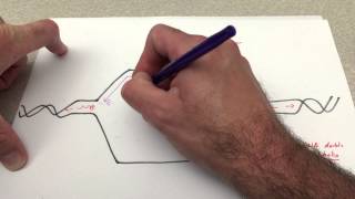 DNA Replication at the replication fork [upl. by Bultman]