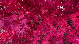 Acer palmatum ‘Osakazuki’ Perfect Bright Red Fall Color on a Japanese Maple [upl. by Eneg107]