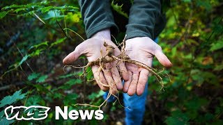 The Hunt For Wild Ginseng In Appalachias Semilegal And Highly Lucrative Market [upl. by Adnicul]