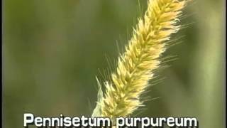 How to identify Napiergrass Pennisetum purpureum [upl. by Kutchins]