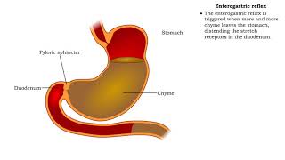 Stomach peristalsis amp Enterogastric reflex [upl. by Naresh]