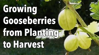 Growing Gooseberries from Planting to Harvest [upl. by Garwin]