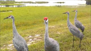 SANDHILL CRANES CALLING [upl. by Oicapot224]