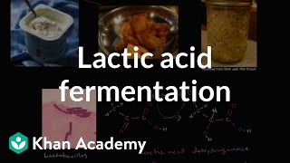 Lactic acid fermentation  Cellular respiration  Biology  Khan Academy [upl. by Ardis]