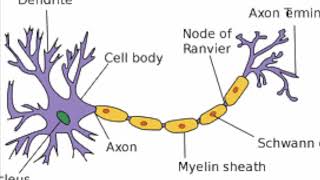 Types of Neuron [upl. by Yetnom175]