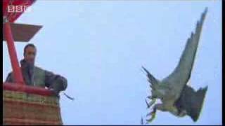 Birds  peregrine falcon dives at 180 mph  Ultimate Killers  BBC wildlife [upl. by Bonny]