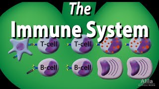 The Immune System Overview Animation [upl. by Tterrab]