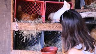 How To Raise Chickens  The Benefits of FreeRange Eggs [upl. by Ccasi]