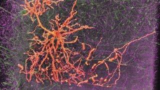 Neurons amp Synapses [upl. by Zinn]