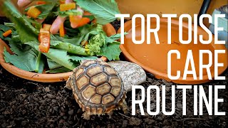 Tortoise Daily Care Routine  Feeding Time [upl. by Landry682]