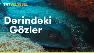 Derindeki Gözler Vatozların Dünyası  TRT Belgesel [upl. by Hobie696]