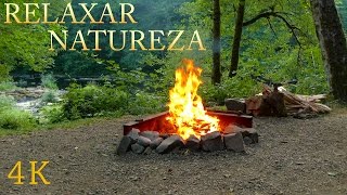 Som da Natureza para Relaxar  Vídeo 4K com Sons da Floresta Riacho e Fogueira  Dormir Meditar [upl. by Leveridge608]