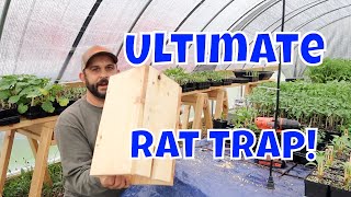 No More Rats Easy Homemade Rat Trap [upl. by Giesser]