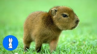 Baby Capybara Playing  CUTEST Compilation [upl. by Ronoh]