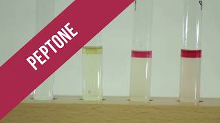 Peptone Test [upl. by Drof]