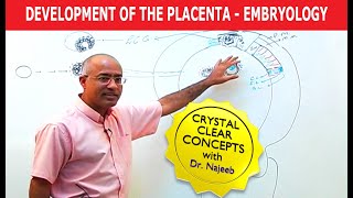 Development Of the Placenta  Embryology🩺 [upl. by Euqina848]