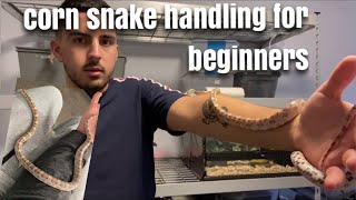 How To Handle Your Corn Snake  Tips Tricks amp Guidelines [upl. by Cirdor]