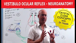 Vestibulo Ocular Reflex  Neuroanatomy [upl. by Eceer]