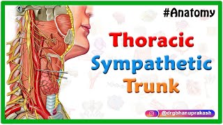 Thoracic sympathetic trunk  Animated Gross anatomy [upl. by Delgado]