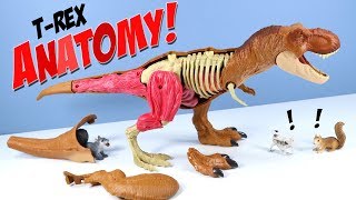 Jurassic World Tyrannosaurus Rex Anatomy Kit STEM Mattel [upl. by Tseng]